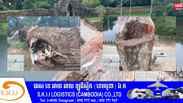 ក្រសួងវប្បធម៌៖ ប្រជាពលរដ្ឋមួយចំនួនចោទសួរថា ហេតុអ្វីត្រូវដកហូតដើមឈើយាងមួយដើមនេះ?