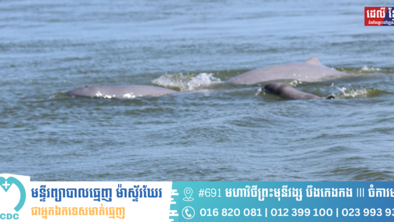 អបអរសាទរ កូនផ្សោតកើតថ្មីទី៤ ប្រទះឃើញនៅចន្លោះអន្លង់កាំពី-ជ្រោយបន្ទាយ ខេត្តក្រចេះ