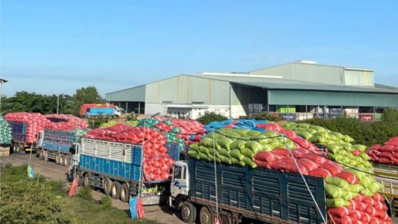 ក្រុម ហ៊ុនខ្មែរហ៊្វូតគ្រុប នៅស្រុកថ្មគោល ខេត្ត បាត់ដំបងប្រមូលទិញស្រូវ ប្រភេទ ស្រូវស្រង៉ែ, ស្រូវសែនក្រអូប និង ស្រូវ OM5451 បរិមាណប្រហែលជិត ១ម៉ឺនតោន