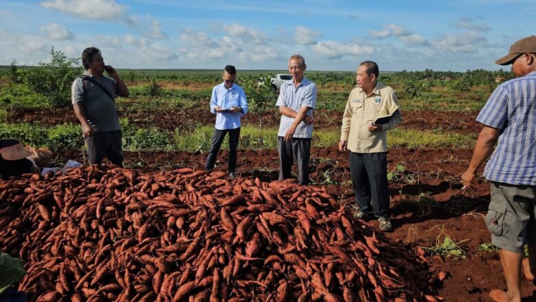 ខ្មែរជួយខ្មែរ សូមជួយគាំទ្រផលិតផលខ្មែរ ដំឡូងជ្វាសាច់ការ៉ុត១២០ហិកតា នៅឃុំថ្មពេជ្រ ស្រុកត្បូងឃ្មុំ ខេត្តត្បូងឃ្មុំ កំពុងប្រមូលផល