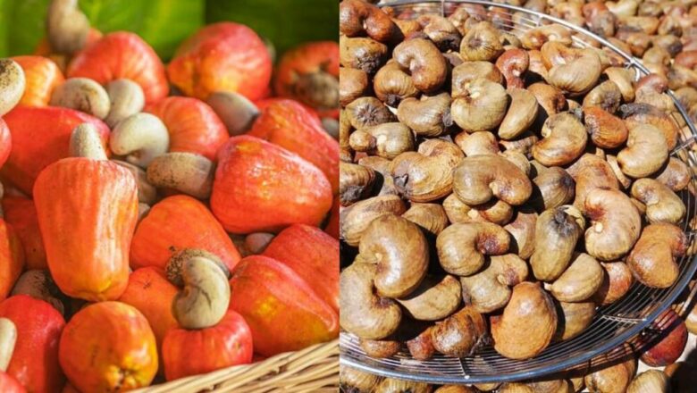 ក្រុមហ៊ុនកូនខ្មែរ ១០០% គ្រោយចាយទុនវិនិយោគប្រមាណ ១.៥ លានដុល្លារ បង្កើតរោងចក្រកែច្នៃគ្រាប់ស្វាយចន្ទីខ្មែរ ដែលមានទីតាំងស្ថិតនៅស្រុកចម្ការលើ ខេត្តកំពង់ចាមក្នុងខែកញ្ញា ឆ្នាំ២០២៥