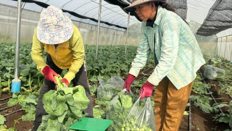 គម្រោងកាត់បន្ថយភាពក្រីក្រ ជាគម្រោងដែលបង្កើតឡើងក្រោមការផ្តួចផ្តើមដ៏ខ្ពង់ខ្ពស់របស់ ឯកឧត្តមបណ្ឌិត កៅ ថាច  អគ្កនាយកធនាគារ ARDB ដែលមានទីតាំងស្ថិតនៅភូមិភ្នំតូច ឃុំពេជ្រចិន្តា ស្រុកភ្នំព្រឹក ខេត្តបាត់ដំបង