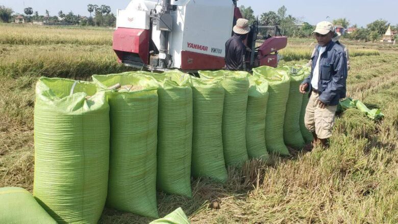 ជំទាវឧកញ៉ា នឹម វណ្ណៈ ប្រកាសជួយទិញស្រូវពីកសិករខ្មែរចំនួន ១០០តោន ដើម្បីចែកជូនវីរៈកងទ័ពជួរមុខ