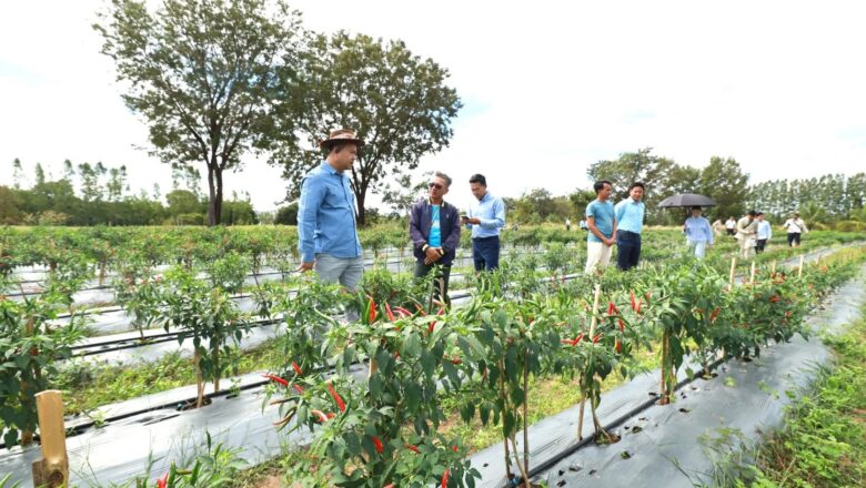 ឯកឧត្តមបណ្ឌិត កៅ ថាច បានឆ្លៀតពេលចុះពិនិត្យវឌ្ឍនភាពគម្រោងសាងសង់ផ្ទះសំណាញ់របស់សហគមន៍កសិកម្មទំនើបសសី នៅខេត្តសៀមរាប