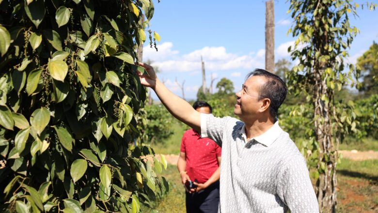 ឯកឧត្តមបណ្ឌិត កៅ ថាច បានអញ្ជើញចុះពិនិត្យអាជីវកម្មដាំដំណាំបន្លែ កាហ្វេ អាវ៉ូកាចេរ​ (ប៊័រ) ម្រេច​ និង​ទុរេន នៅឃុំអូសោម ស្រុកវាលវែង ខេត្តពោធិ៍សាត់