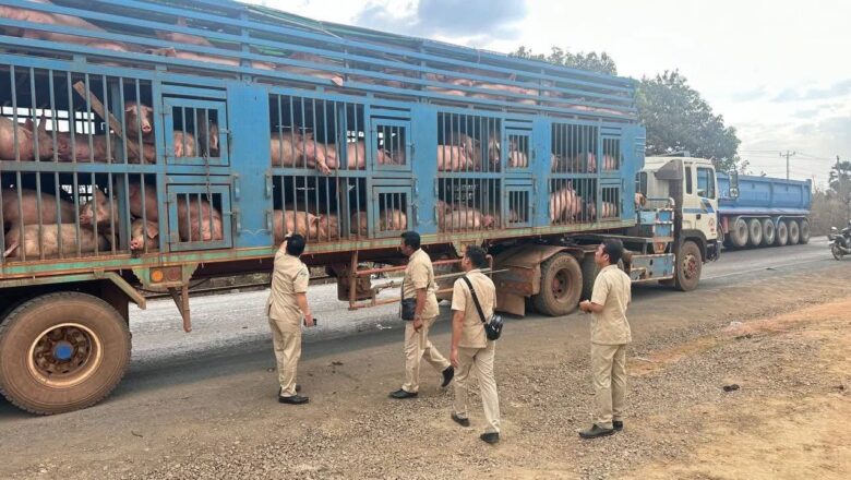 សមត្ថកិច្ចឃាត់ឡានដឹកជ្រូករស់នាំចេញពីប្រទេសឡាវ មកកម្ពុជា តាមច្រកកំពង់ស្រឡៅ ខេត្តព្រះវិហារ តាមច្រក « កំពង់ស្រឡៅ