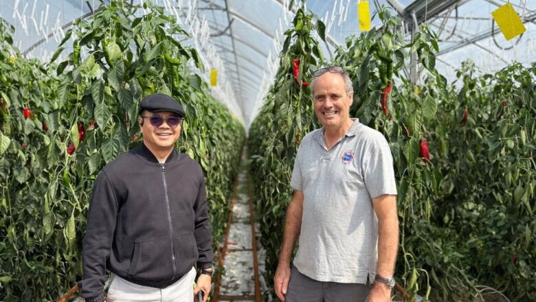 ឯកឧត្តមបណ្ឌិត កៅ ថាច ចុះសិក្សាស្វែងយល់ពីបច្ចេកទេសកសិកម្មទំនើប និងខ្សែច្រវាក់ផលិតកម្មម្ទេសផ្អែម (Sweet Palermo) នៅកសិដ្ឋាន Fresh West ប្រទេសណូវែលហ្សេឡង់