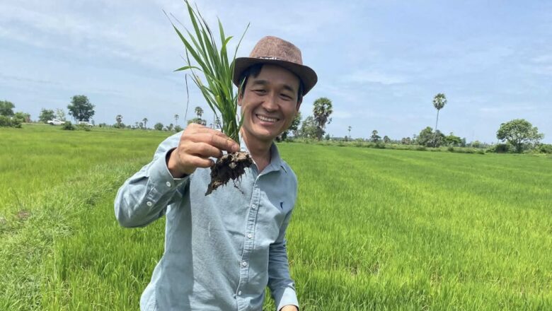 ឧកញ៉ា សុង សារ៉ន អគ្គនាយកក្រុមហ៊ុន អេមរុរ៉ាយស៍ បានចុះពិនិត្យស្រែផលិតស្រូវស្រងែក្រអូប នៅឃុំក្រូច ស្រុកព្រៃឈរ ខេត្តកំពង់ចាម
