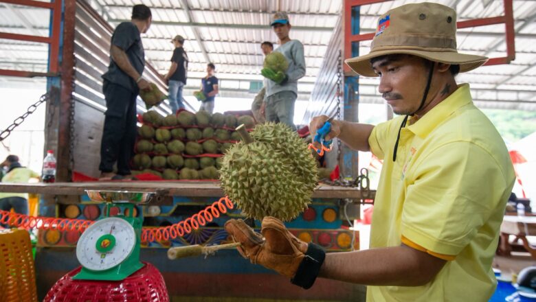 សមិទ្ធផលថ្មី ការនាំចេញទុរេនស្រស់កម្ពុជាទៅកាន់ទីផ្សារប្រទេសចិនបន្តកើនឡើងជាលំដាប់
