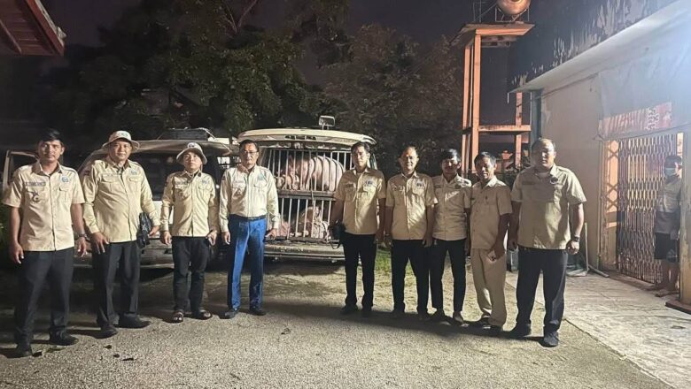 ឃាត់រថយន្តដឹកសត្វជ្រូកចេញពីប្រទេសវៀតណាម តាមច្រករបៀង ស្រុករមាសហែក ខេត្តស្វាយរៀងឆ្ពោះមកលក់ចែកចាយនៅខេត្តស្វាយរៀងផ្ទាល់គ្មានលិខិតអនុញ្ញាត
