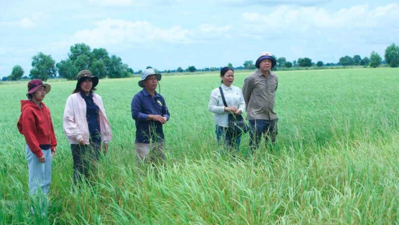 លោក លី លាង តំណាងក្រុមហ៊ុន ស៊ីធី រ៉ាយស៍ អុីមផត អិចផត ខូ អិលធីឌី (City Rice Import Export Co., Ltd.) និង​សមាគមបណ្តាញកសិករតេជោ បានចុះទៅពិនិត្យមេីលស្រែរបស់កសិករ ដែលត្រៀមបម្រុងច្រូតកាត់ និងជាប់ក្នុងកិច្ចសន្យាកសិកម្ម​