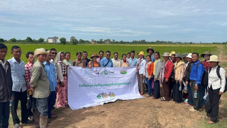 ក្រុមហ៊ុន អេមរុ រ៉ាយស៍ រៀបចំទស្សនកិច្ចសិក្សាស្តីពីផលិតកម្មគ្រាប់ពូជស្រូវ ក្រោមគម្រោង AIMS