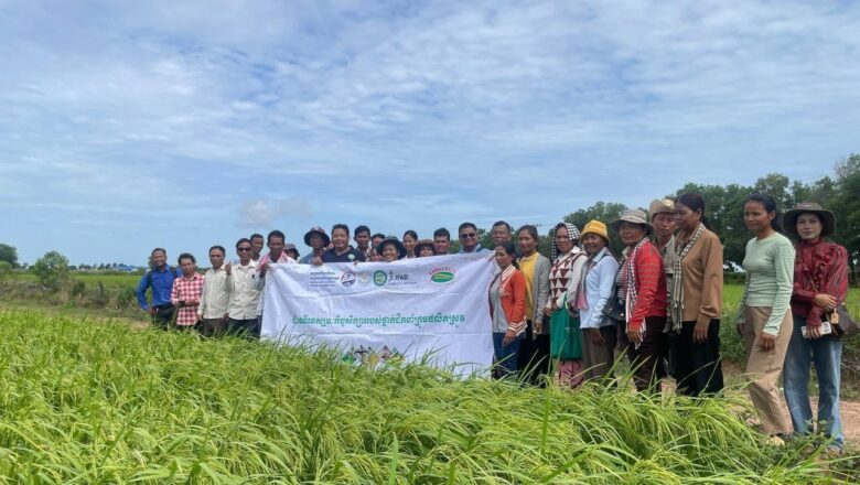 ក្រុមហ៊ុន អេមរុ រ៉ាយស៍ រៀបចំទស្សនកិច្ចសិក្សាស្តីពីផលិតកម្មគ្រាប់ពូជស្រូវ ក្រោមគម្រោង AIMS